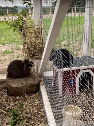 Smådjurshotellet Grönehill  image