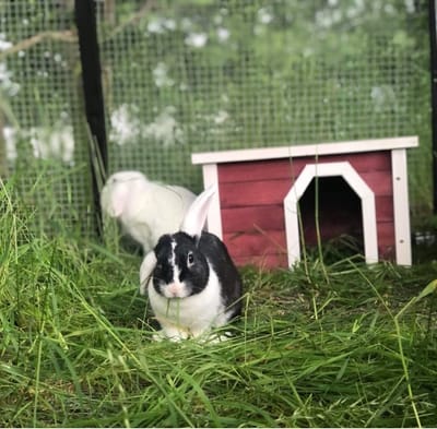 Smådjurshotellet Grönehill  image