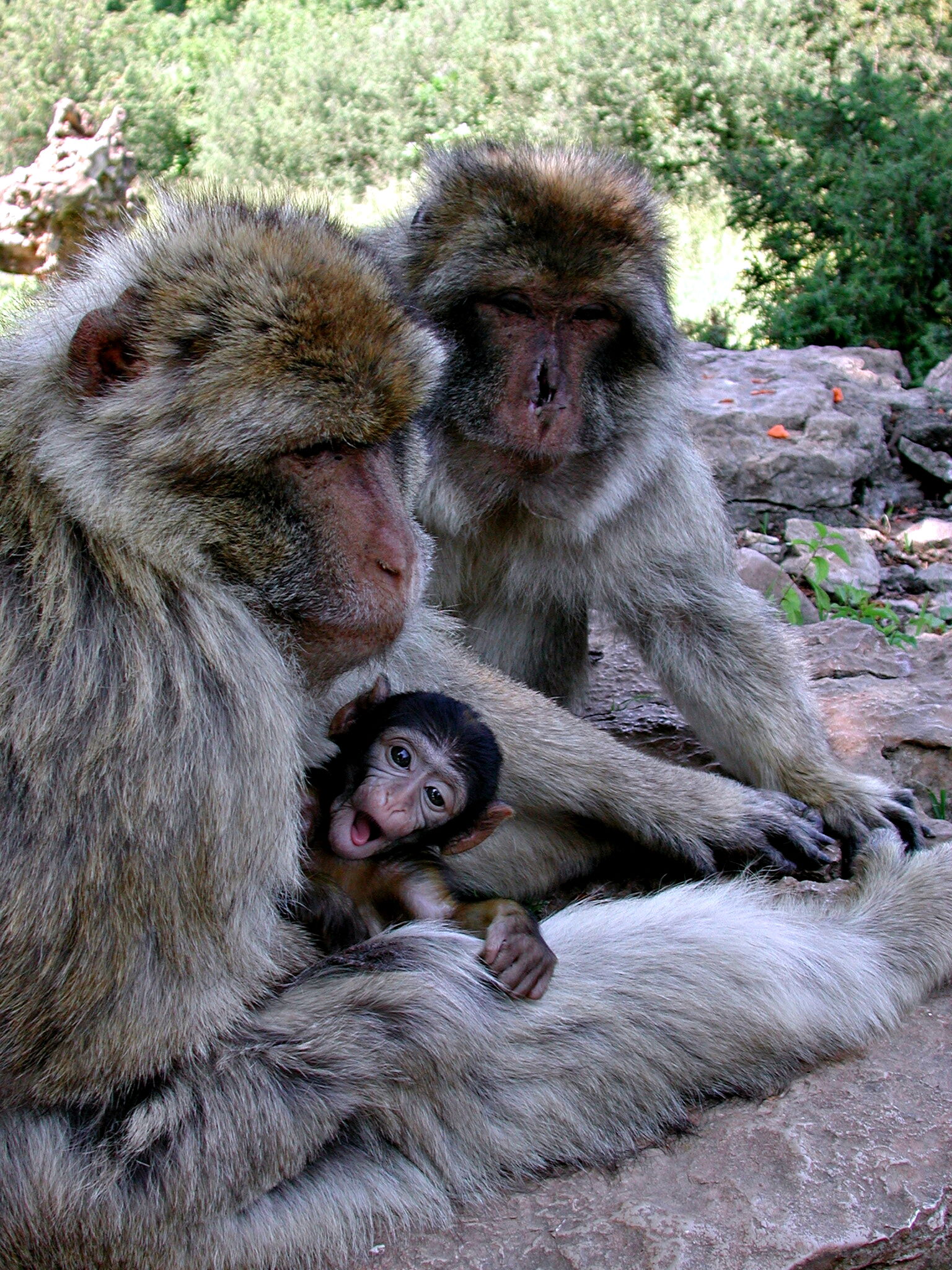 Forêt des Singes à Rocamadour