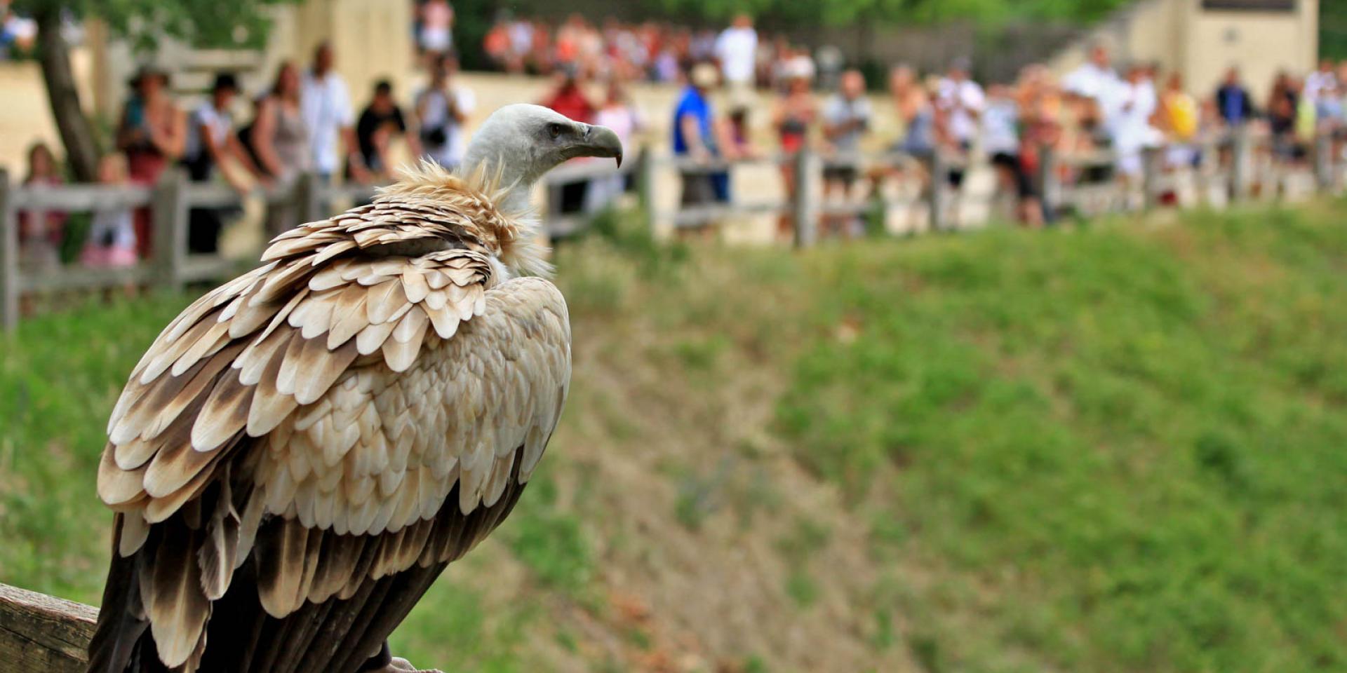 Rocher des Aigles à Rocamadour