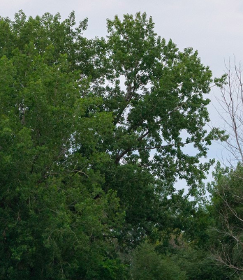 Le port de Montréal : AGIR DANS LE RESPECT DE L'ENVIRONNEMENT