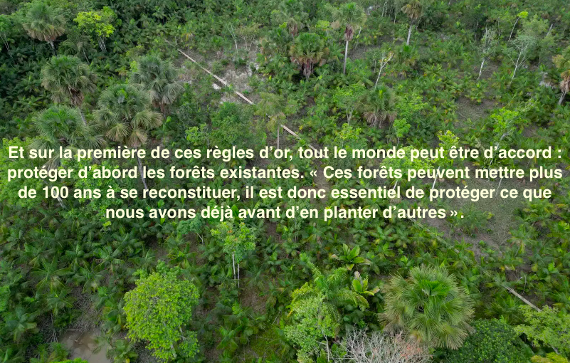 Le 3 octobre 2023 - Planter des arbres pour lutter contre le réchauffement, une «absurdité»?