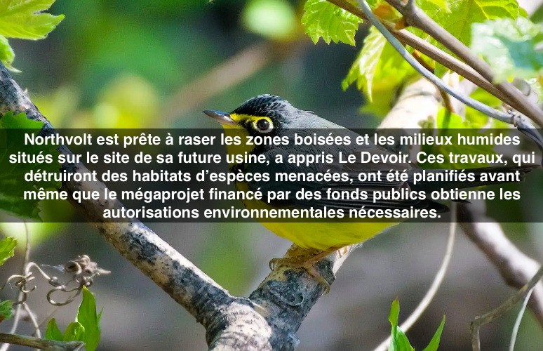 Le premier novembre 2023 - Northvolt prête à raser les milieux naturels du terrain de sa future usine