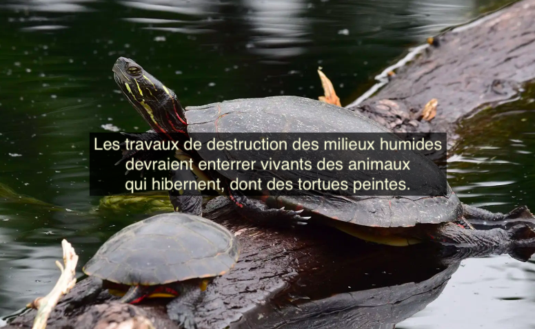 Le 11 janvier 2024 - Feu vert à Northvolt pour détruire un site important... là où un projet immobilier avait été refusé