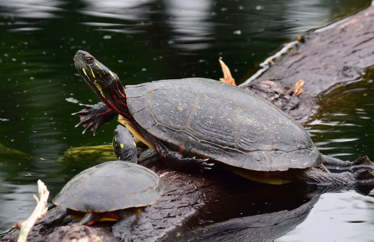 Le 25 janvier 2024 -Northvolt empiétera sur des milieux humides « identifiés » pour leur intérêt écologique