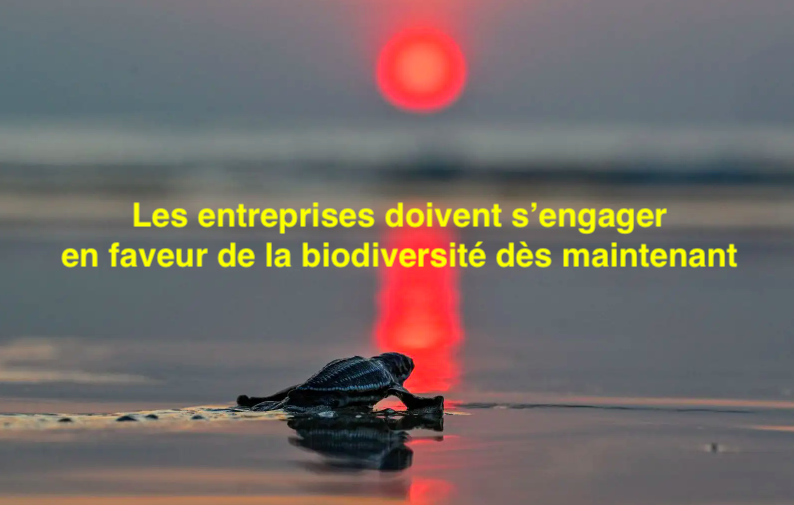 Le 13 avril 2024 - Les entreprises doivent s’engager en faveur de la biodiversité dès maintenant