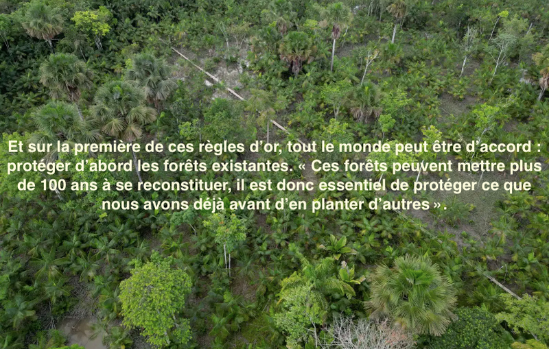 Le 3 octobre 2023 - Planter des arbres pour lutter contre le réchauffement, une «absurdité»?