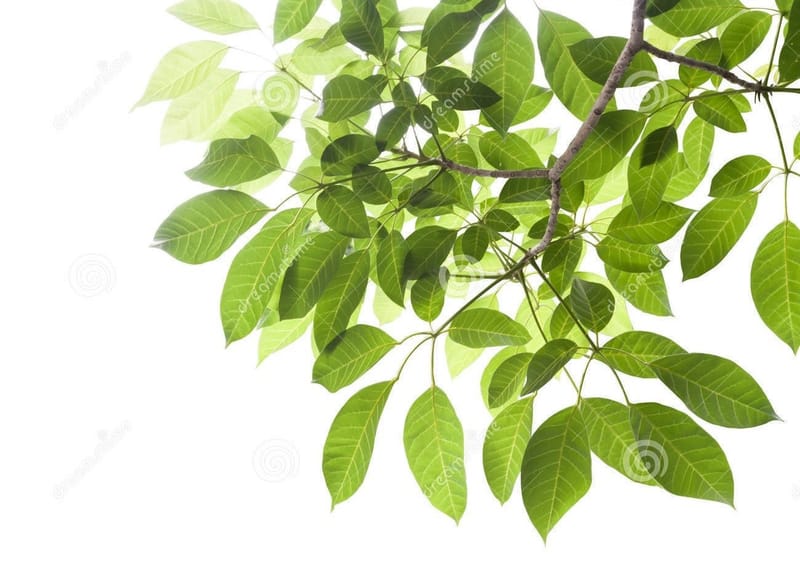 Cancer Treatment Program