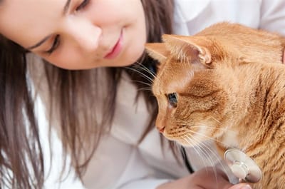 Things to Keep in Mind When Choosing An Animal Hospital For Your Pet