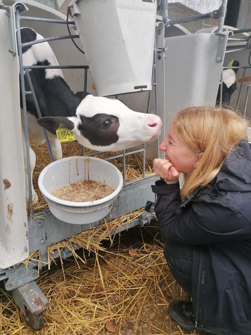 Bauernhoferlebnistag- Thema Kuh
