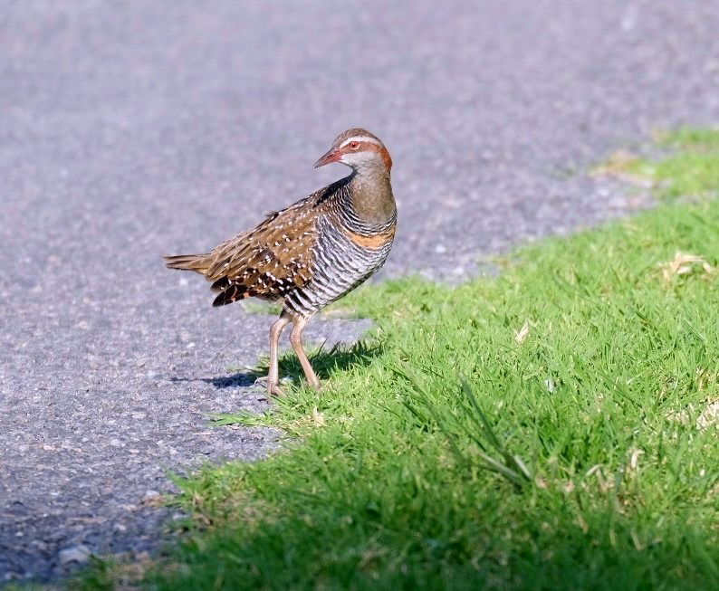 Moho pereru/ banded rail