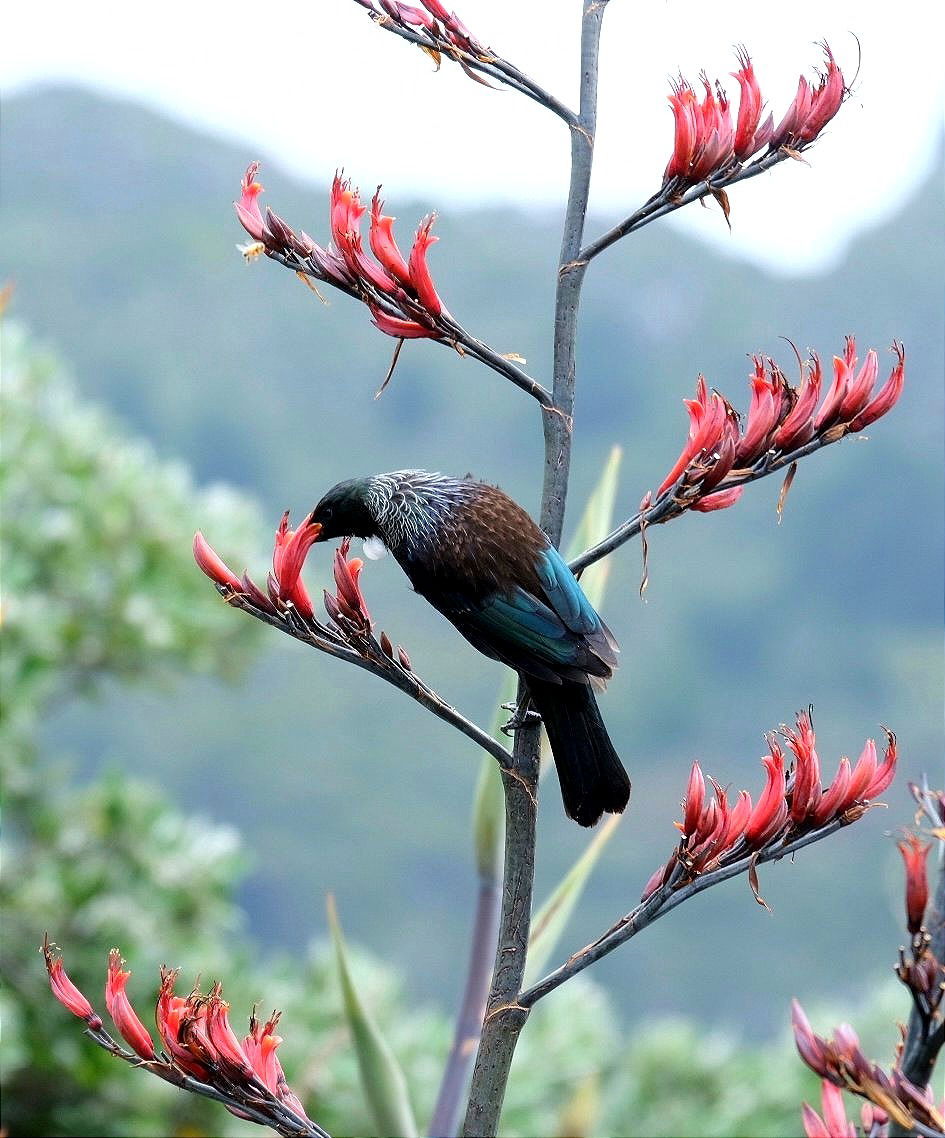 Tūī on flowering harakeke