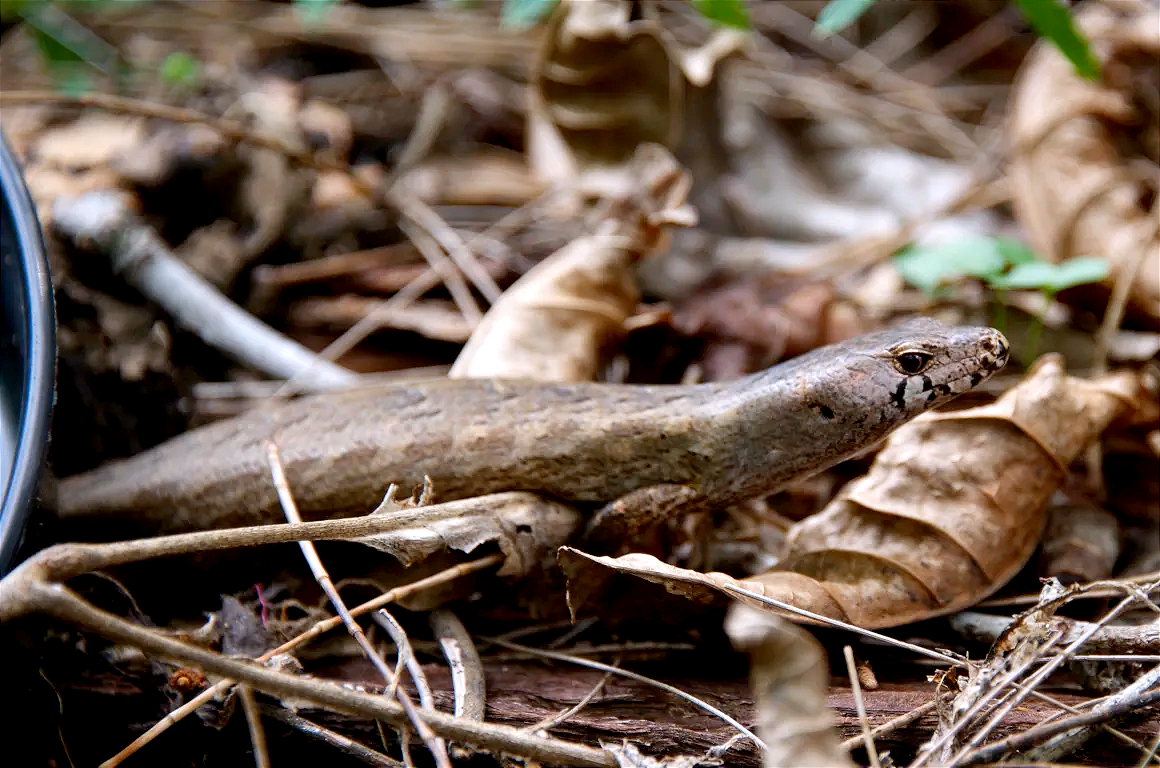 Niho taniwha/chevron skink