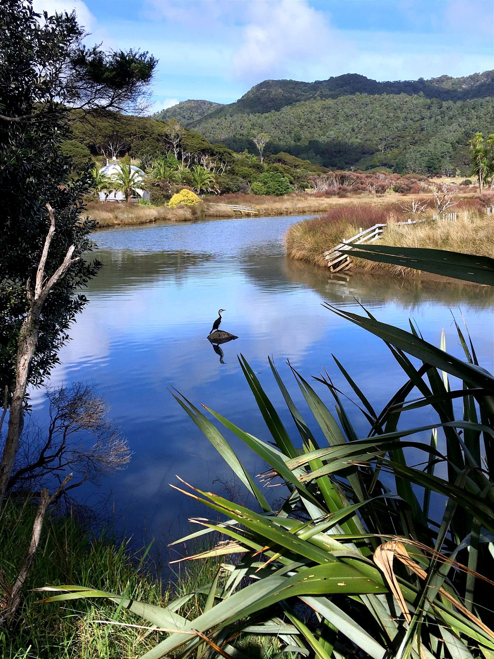 Pied shag in Oruawharo creek