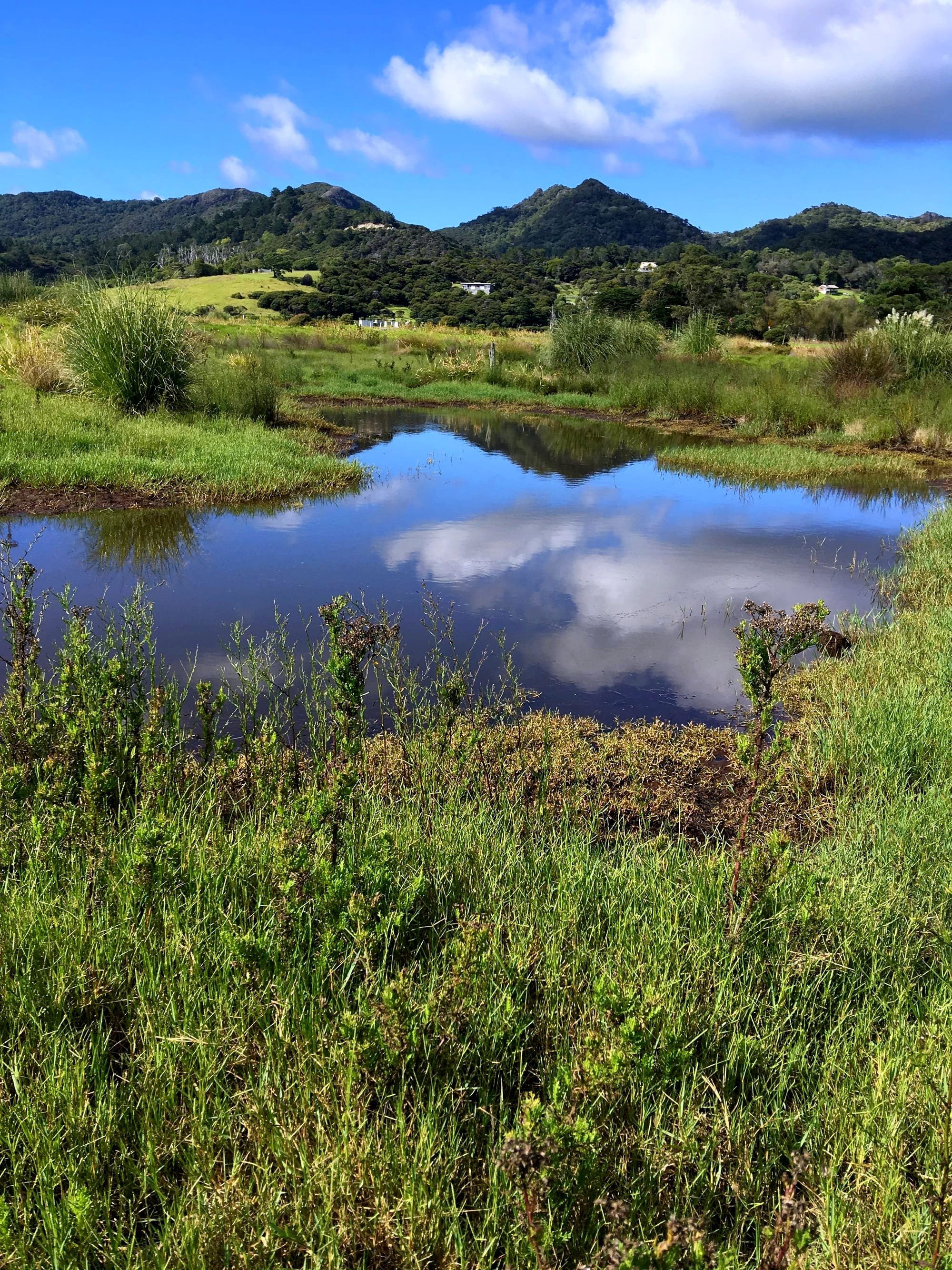 Wetland vista