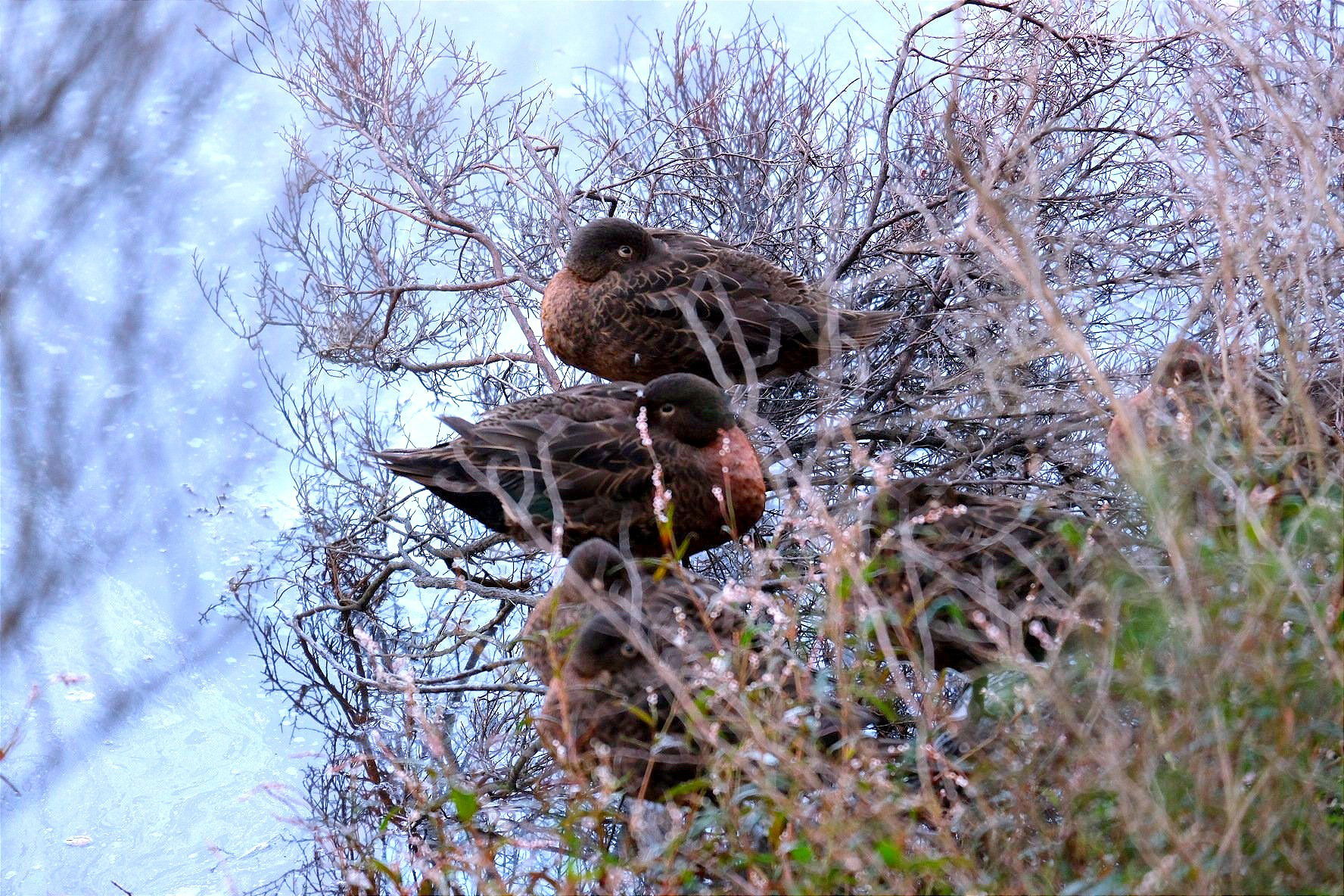 Pāteke family napping