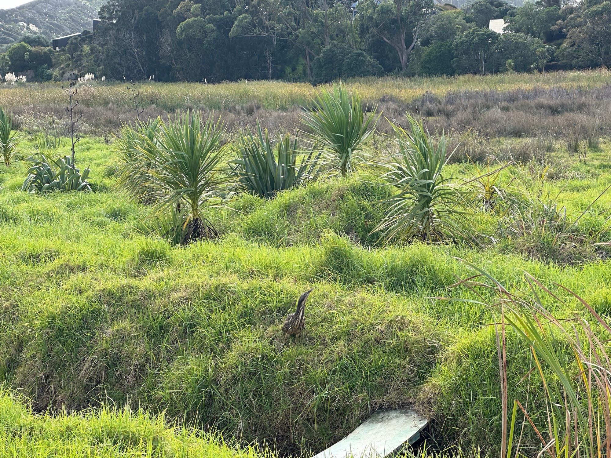 Bittern enjoying our planting