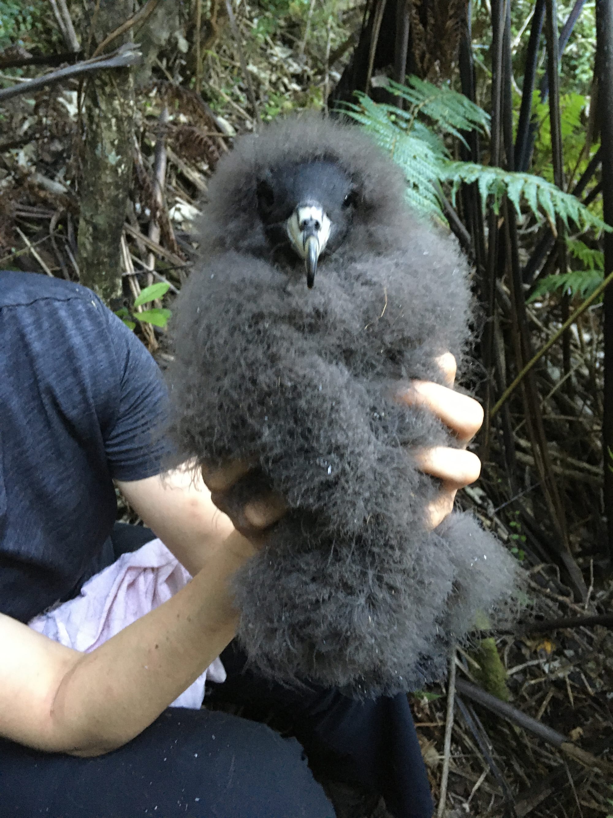 Black petrel chick