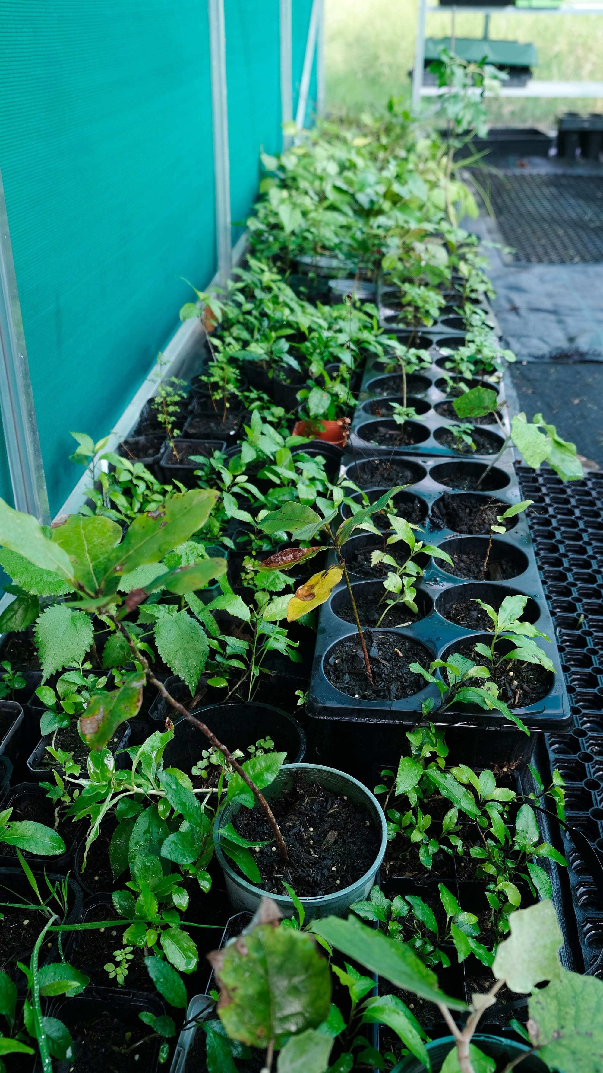 Seedlings for wetland planting