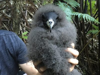 Seabird monitoring