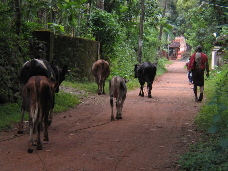 Photo journalism for travel write-ups. Kerala Dreaming.
