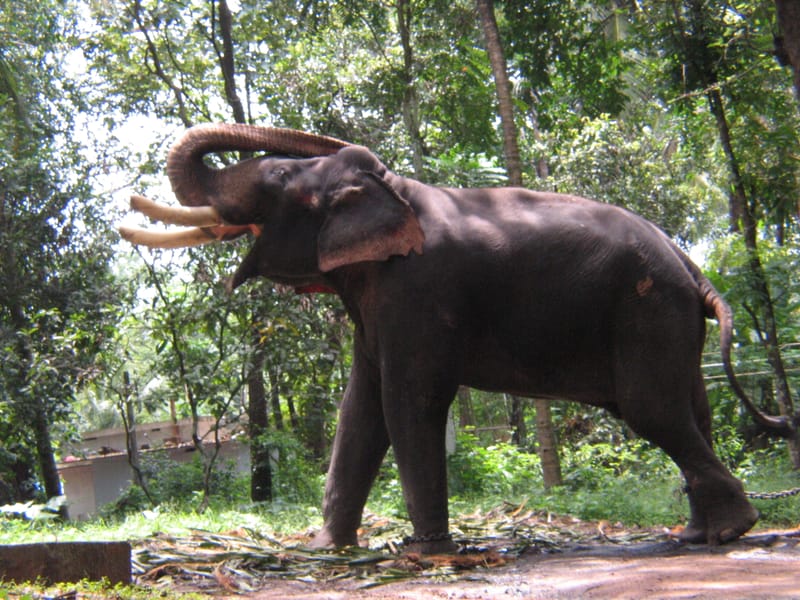 Photo journalism for travel write-ups. Kerala Dreaming.