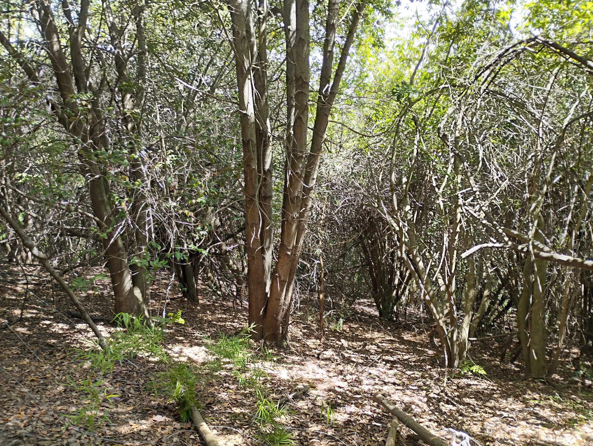 Parcela de Agrado Vilches 6500 m2 - Rol propio