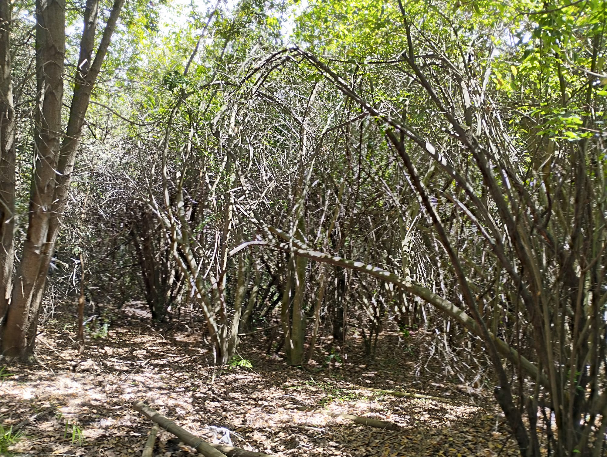 Parcela de Agrado Vilches 6500 m2 - Rol propio