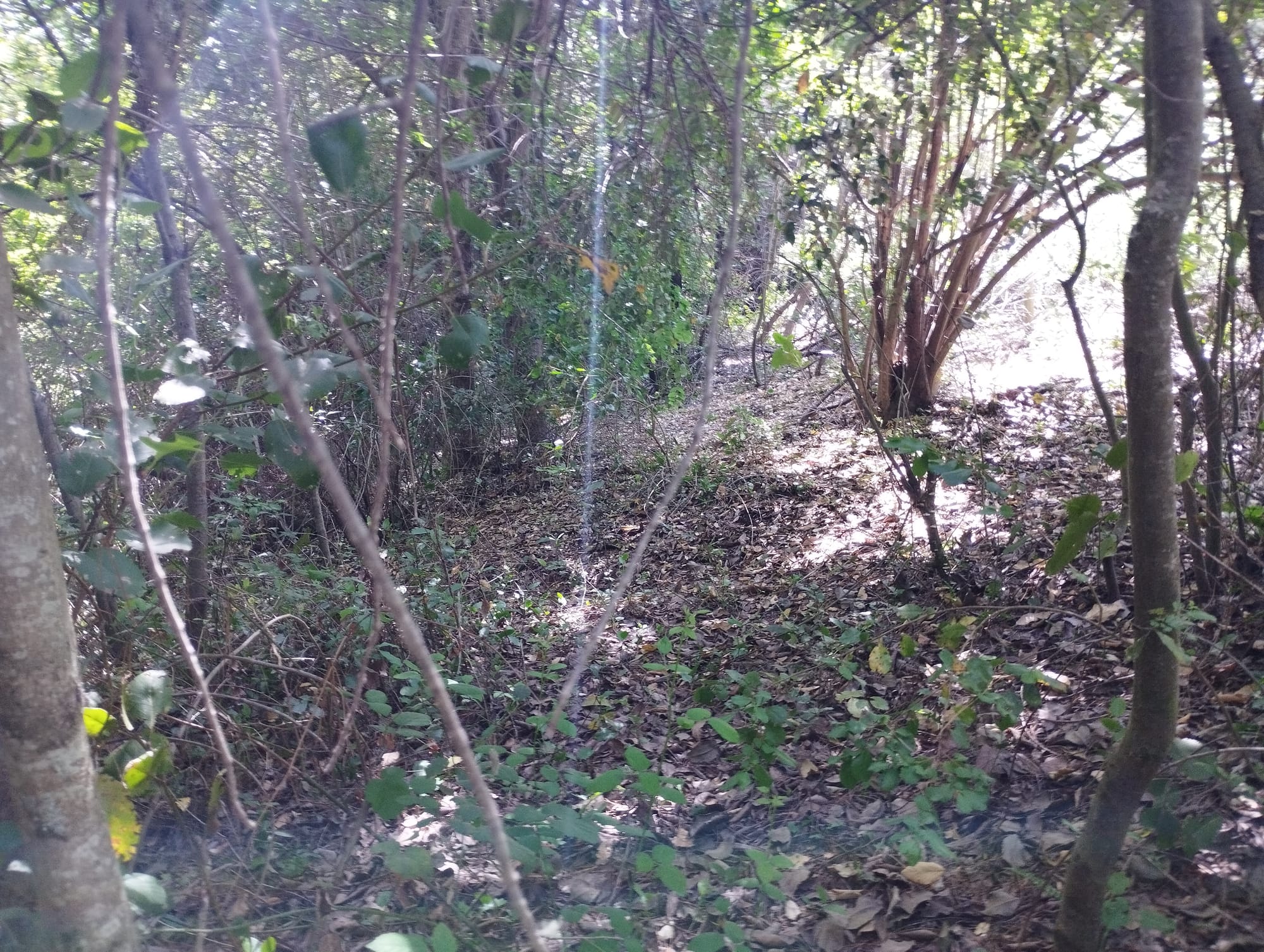 Parcela de Agrado Vilches 6500 m2 - Rol propio