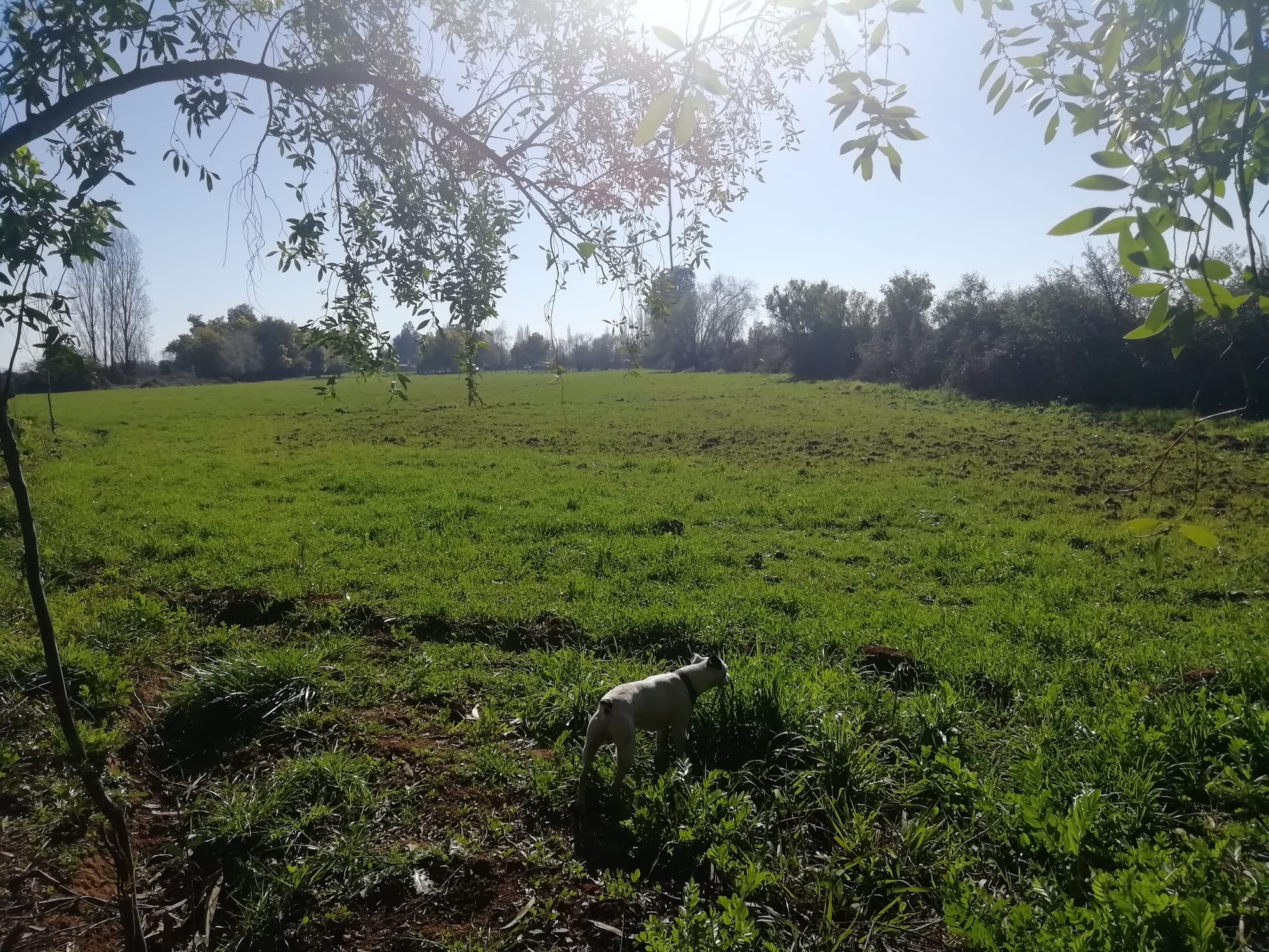 Se Vende parcela de 2hás, subdividida en 4 lotes