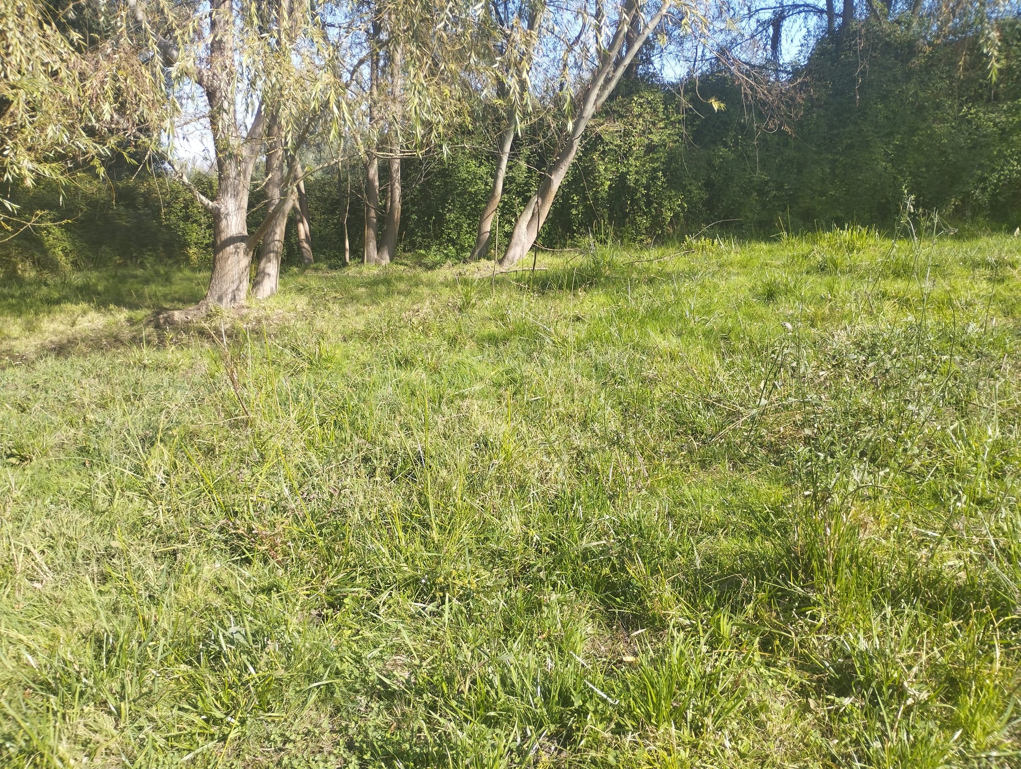 Se vende parcela de 1.8 hás con agua de riego