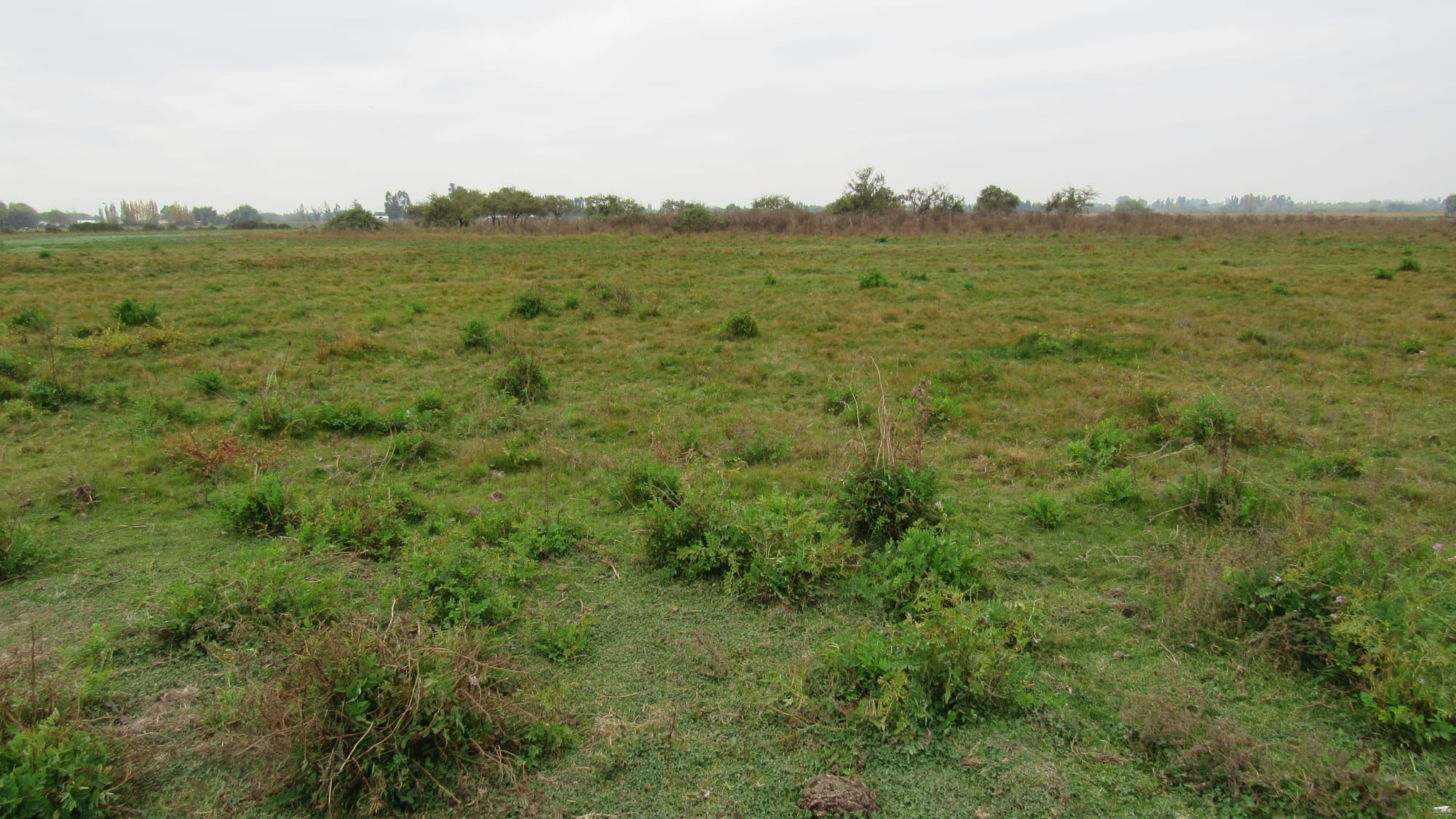 Se vende parcela de 10 hás en Pelarco - Región del Maule - $320.000.000