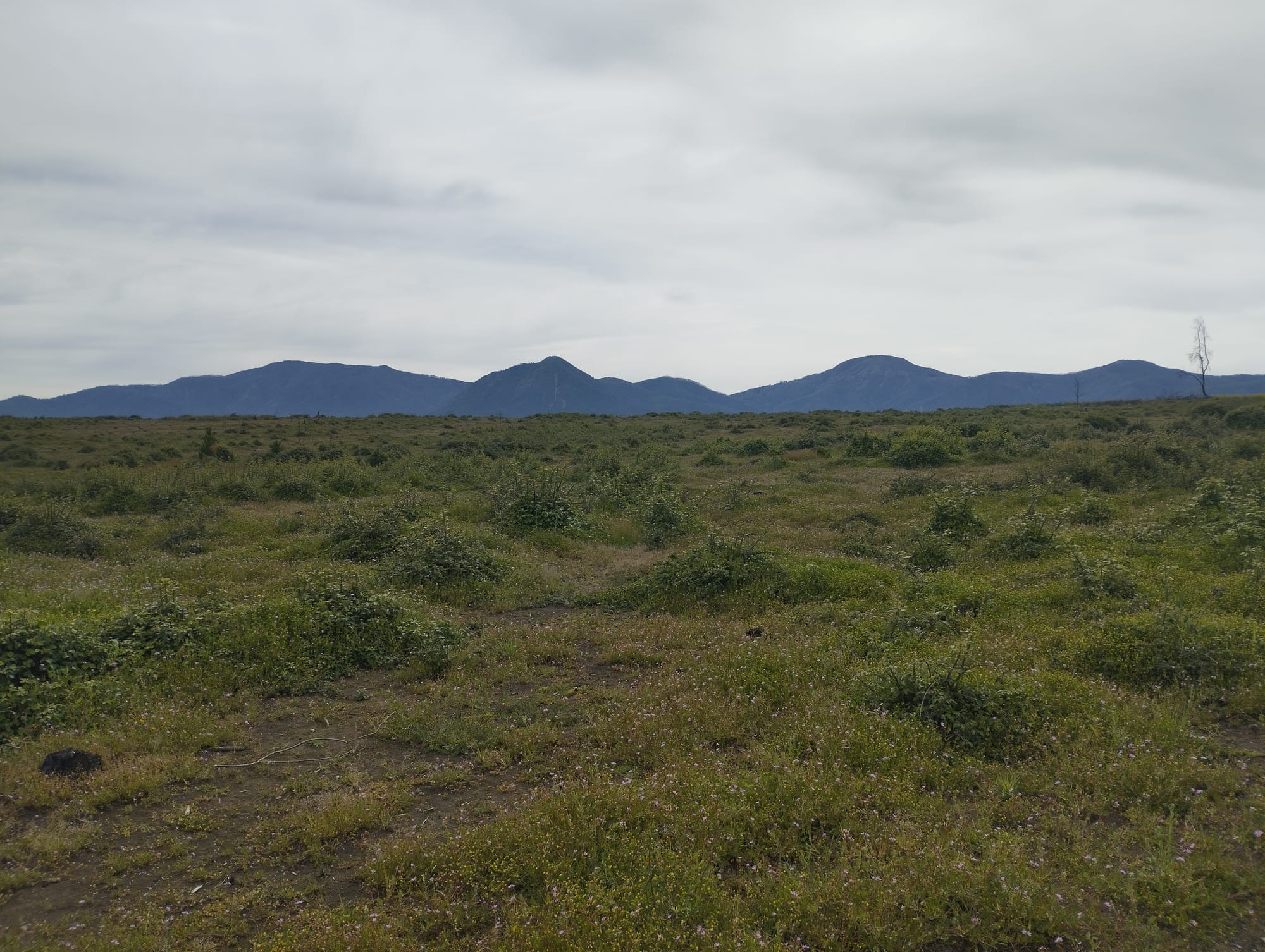 Vende parcela 49 hás Rio Claro Región del Maule