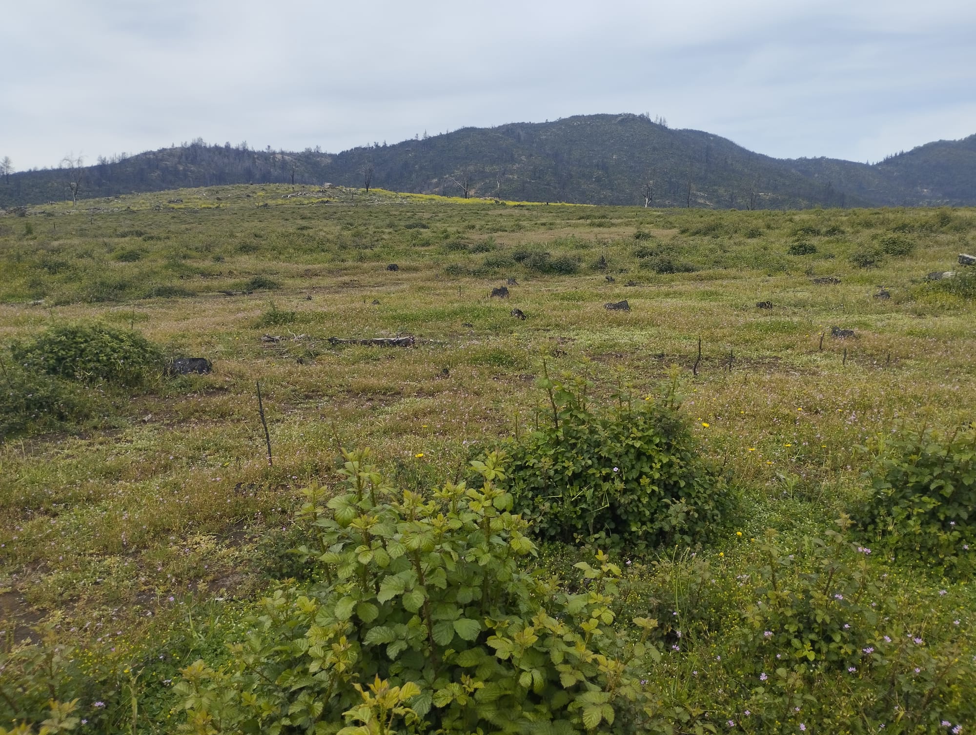 Vende parcela 49 hás Rio Claro Región del Maule