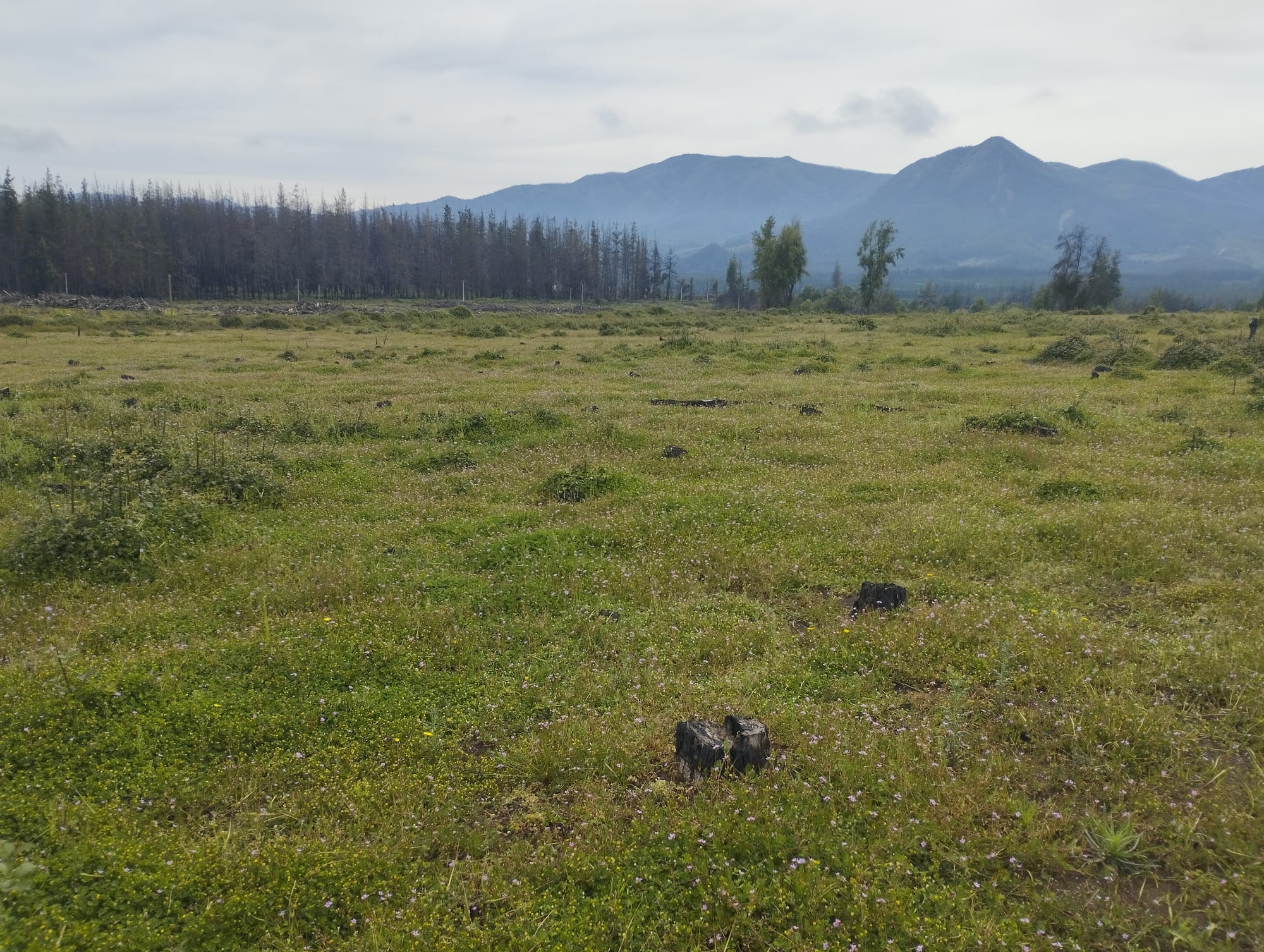 Vende parcela 49 hás Rio Claro Región del Maule