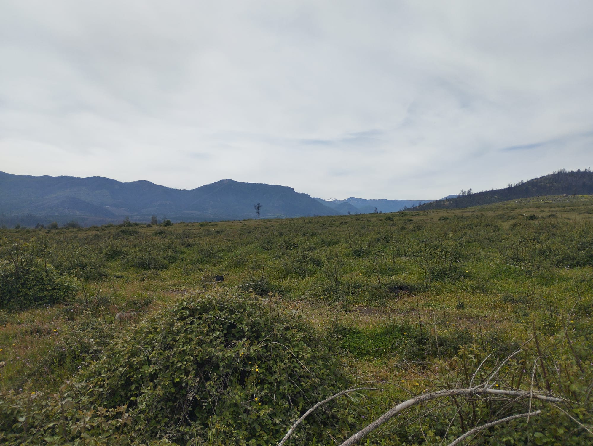 Vende parcela 49 hás Rio Claro Región del Maule