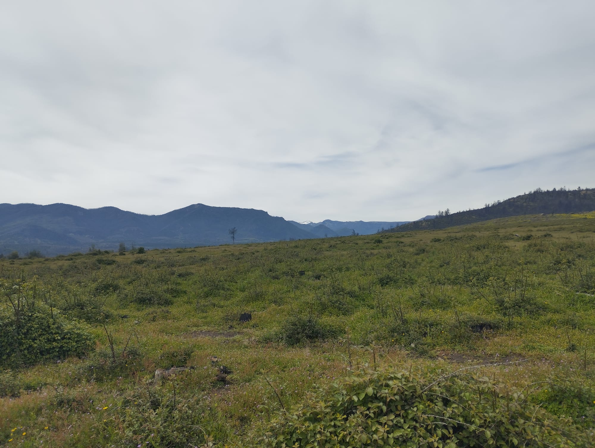 Vende parcela 49 hás Rio Claro Región del Maule