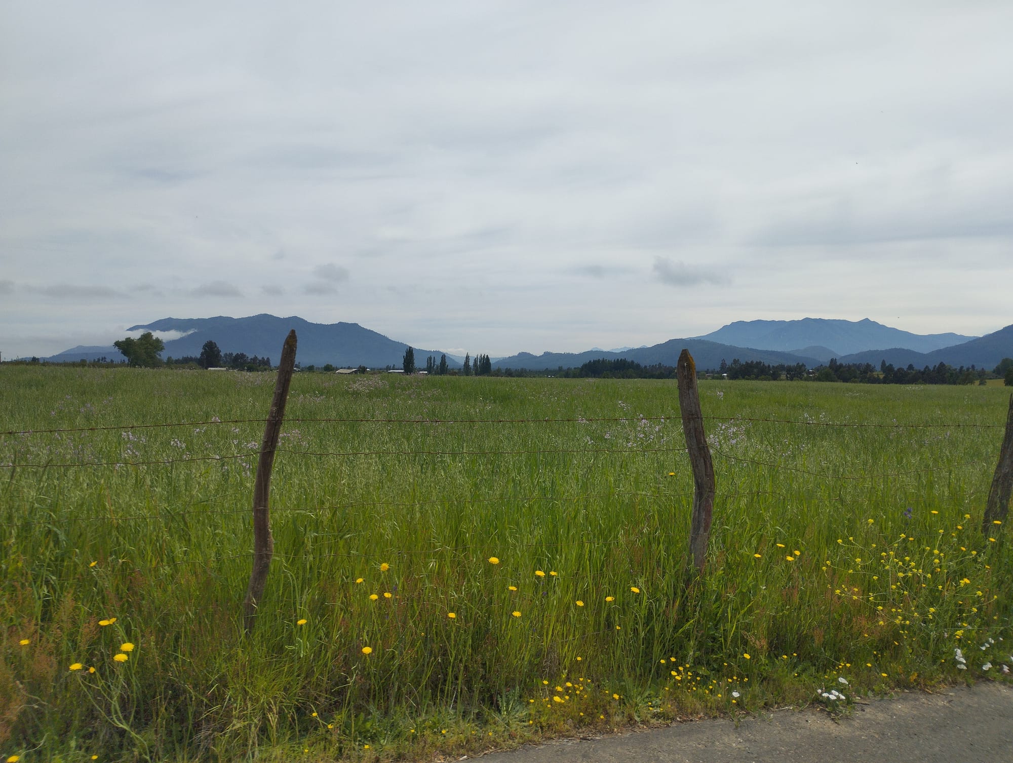 Vende parcela 36 hás Rio Claro Región del Maule