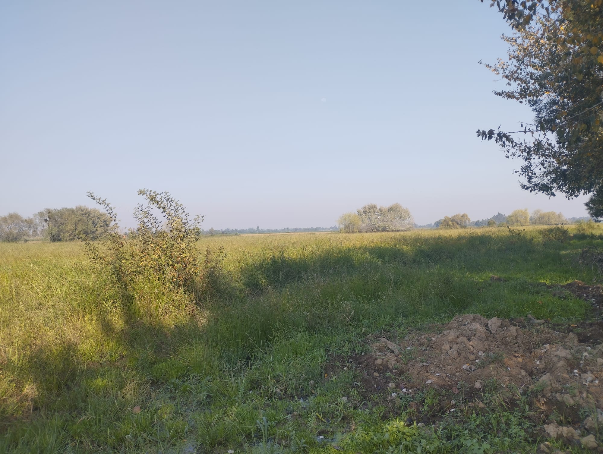 Vende 35.5 hectareas San Clemente - Sector Las Delicias