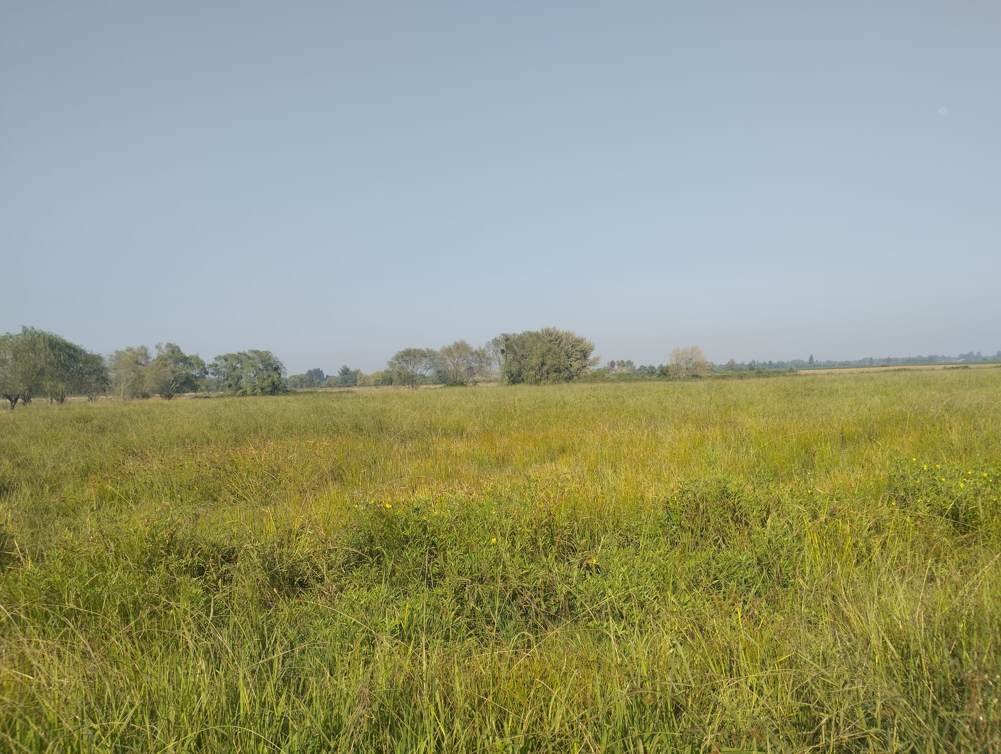 Vende 35.5 hectareas San Clemente - Sector Las Delicias