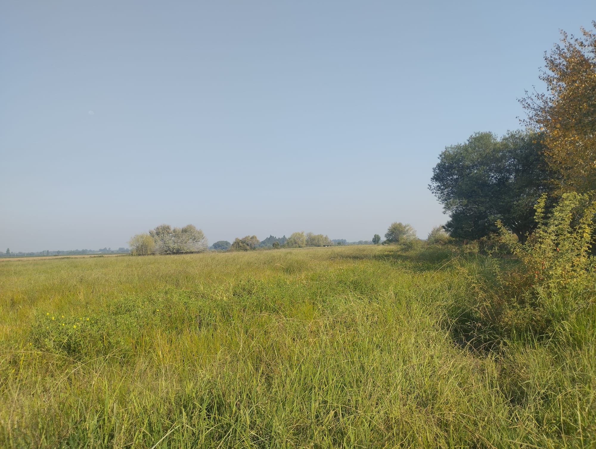 Vende 35.5 hectareas San Clemente - Sector Las Delicias