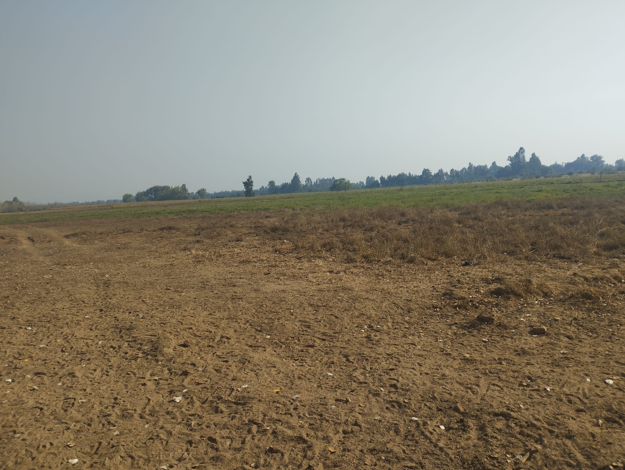 Vende 35.5 hectareas San Clemente - Sector Las Delicias