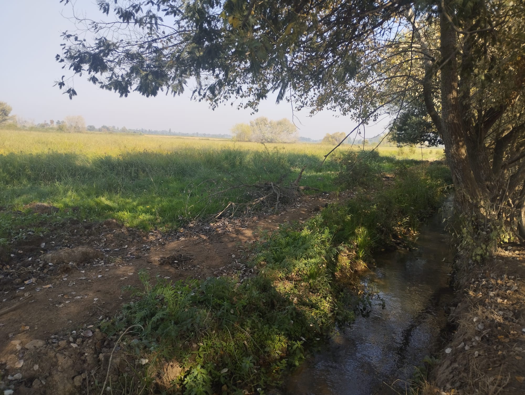 Vende 35.5 hectareas San Clemente - Sector Las Delicias