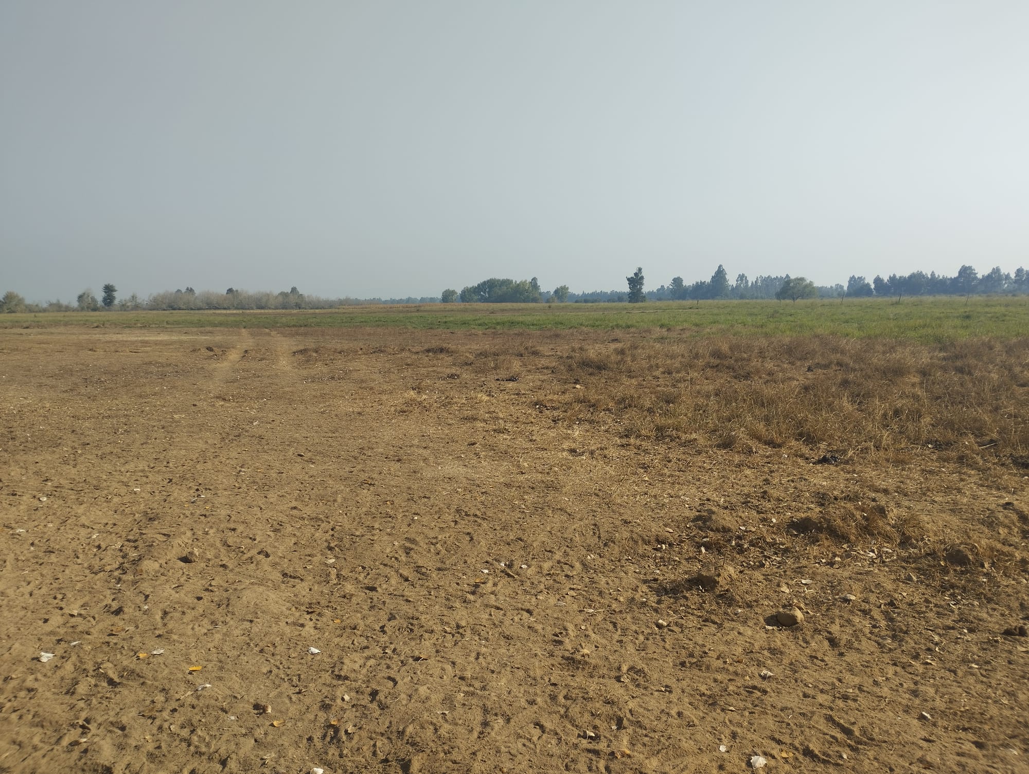 Vende 35.5 hectareas San Clemente - Sector Las Delicias