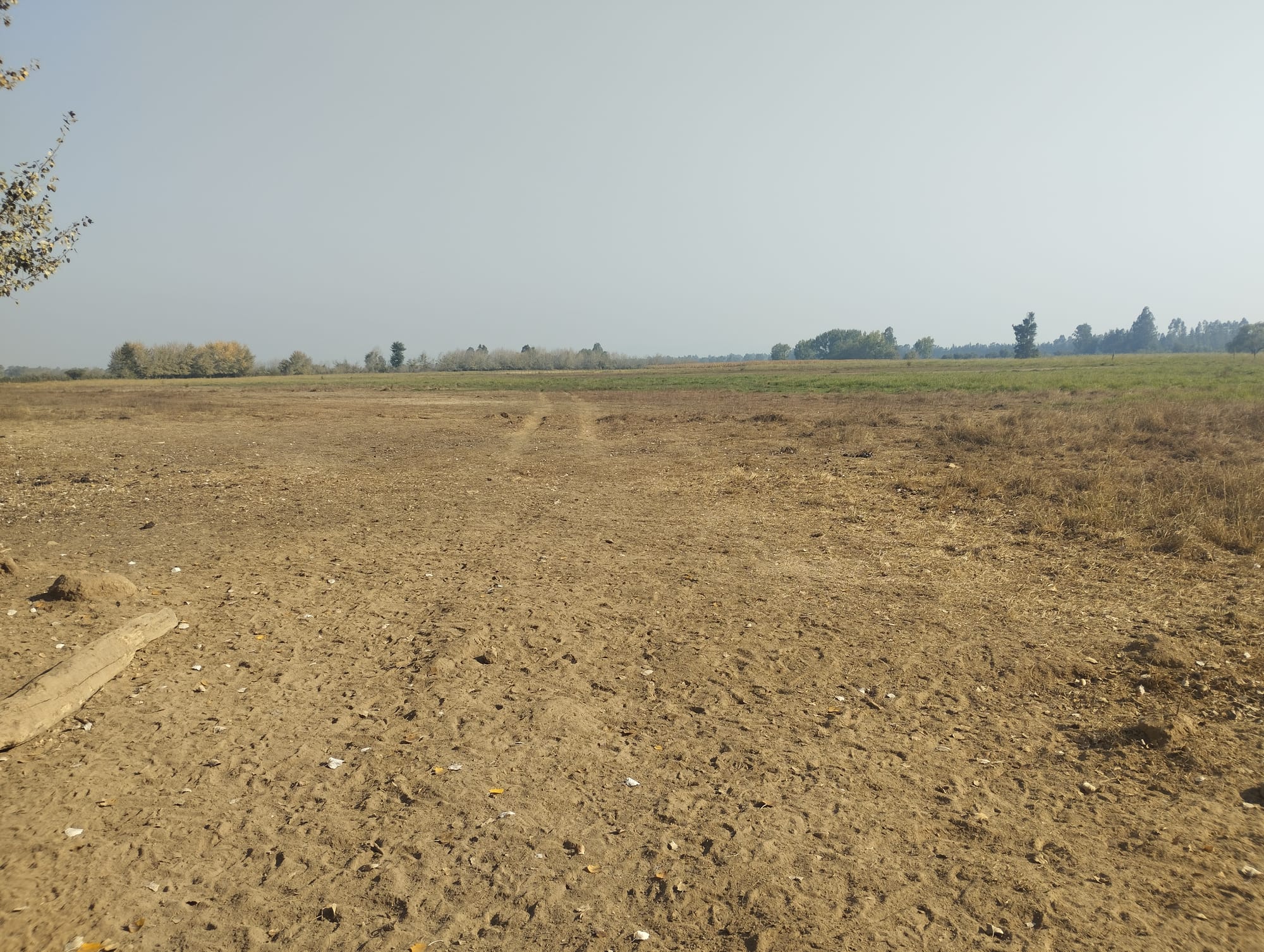 Vende 35.5 hectareas San Clemente - Sector Las Delicias