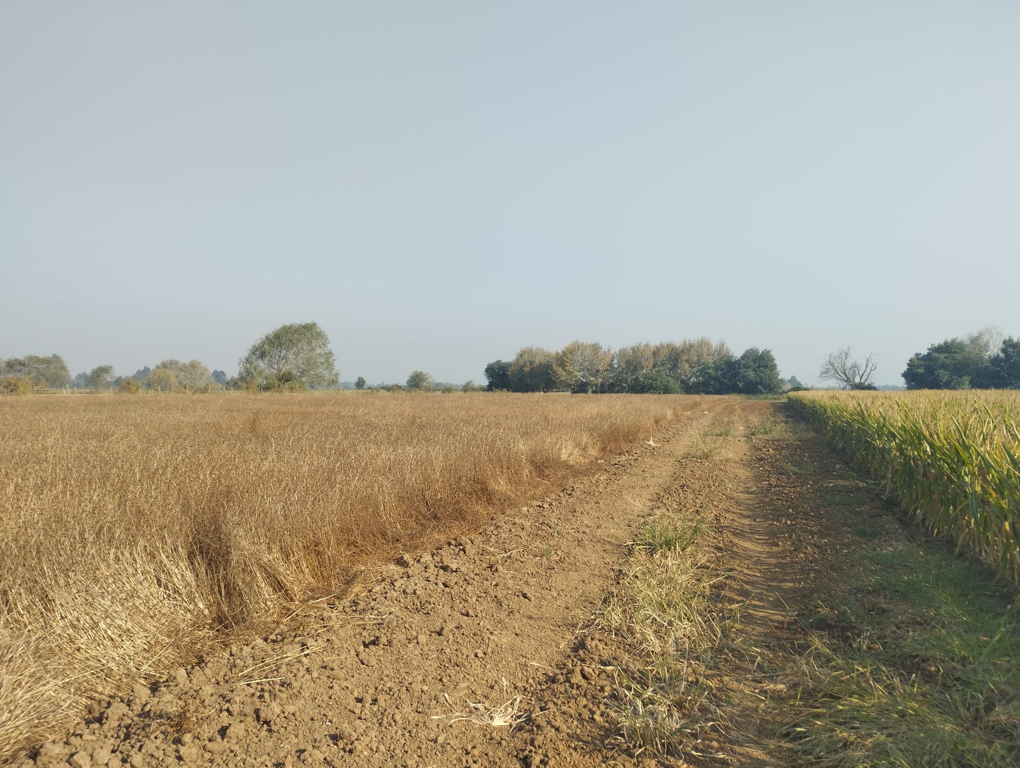 Vende 35.5 hectareas San Clemente - Sector Las Delicias