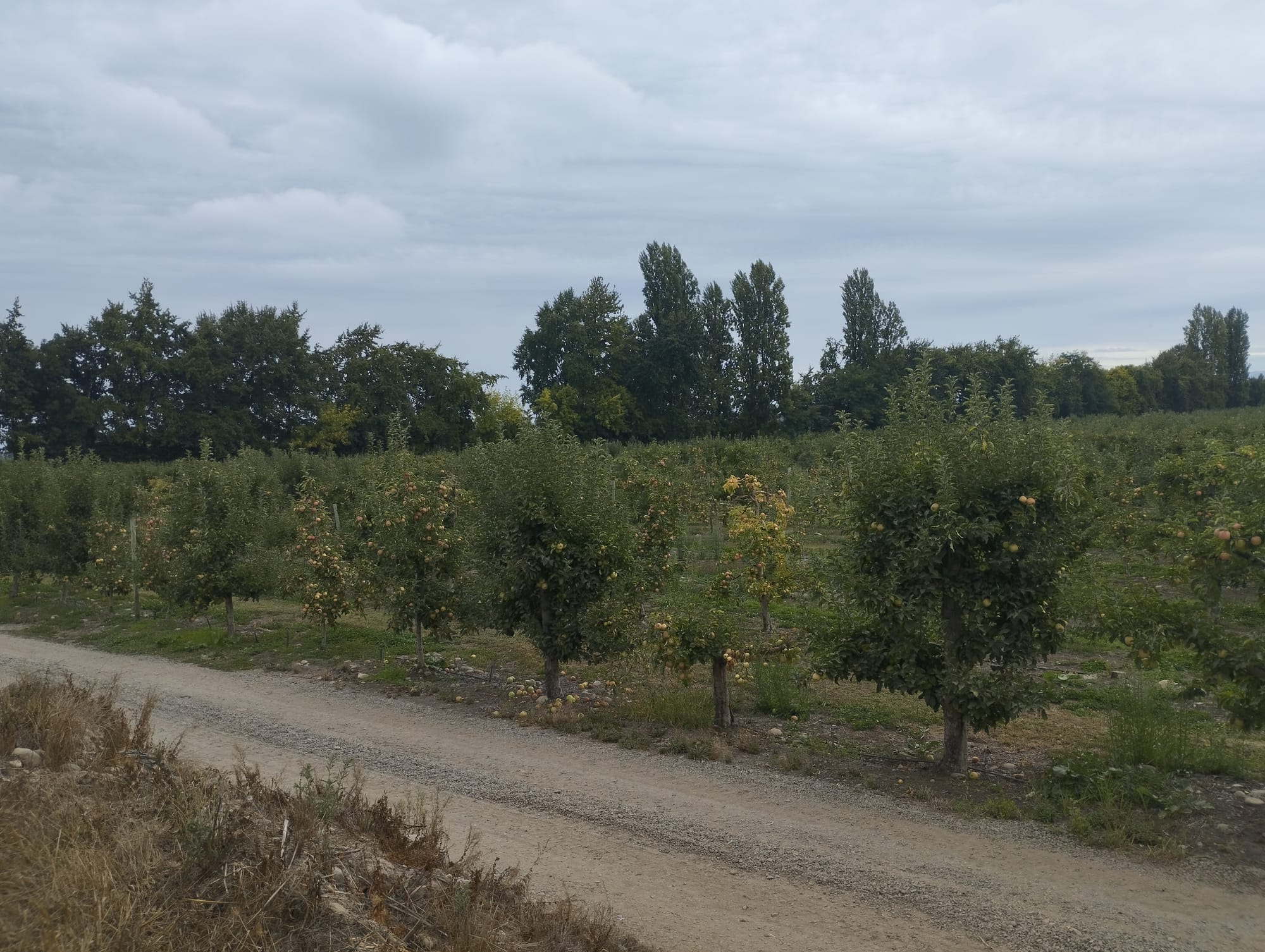 Se vende campo de 34.8 hás con manzanos en producción