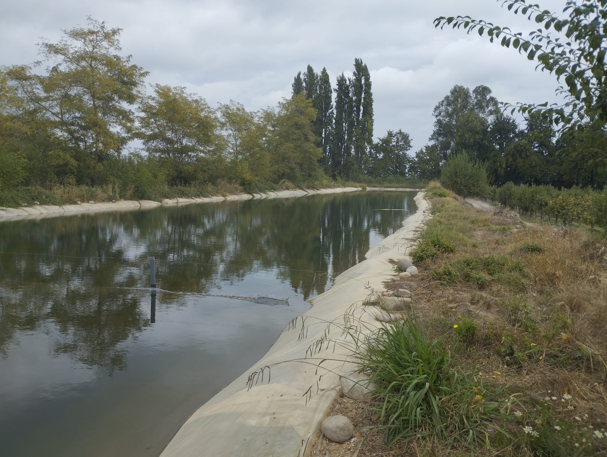 Se vende campo de 34.8 hás con manzanos en producción