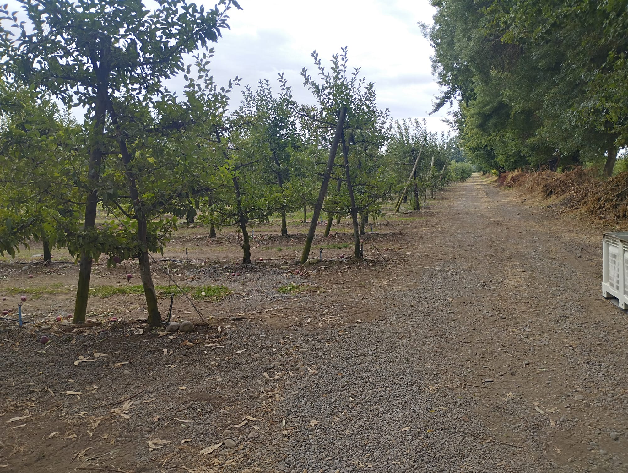 Se vende campo de 34.8 hás con manzanos en producción