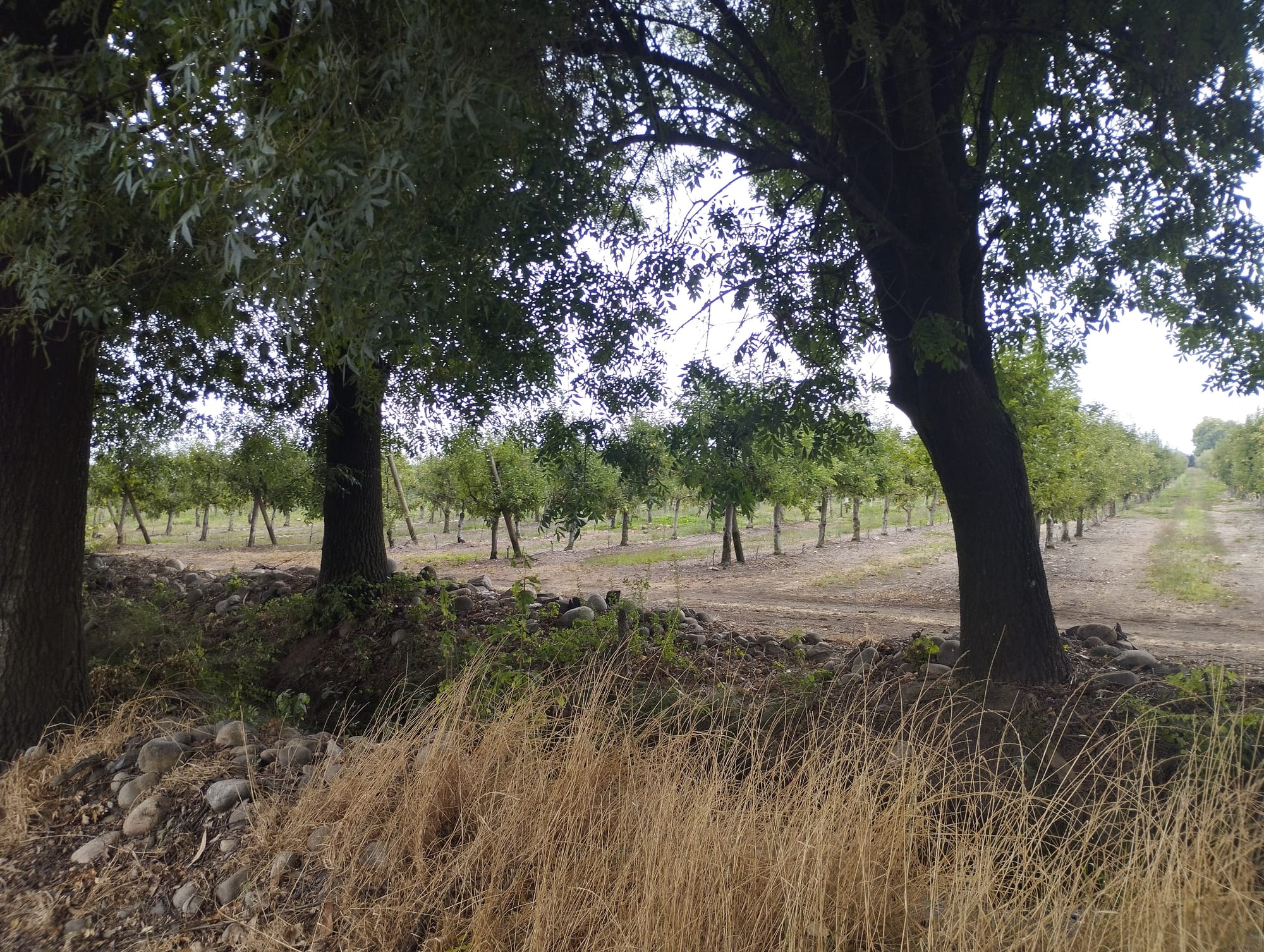 Se vende campo de 34.8 hás con manzanos en producción